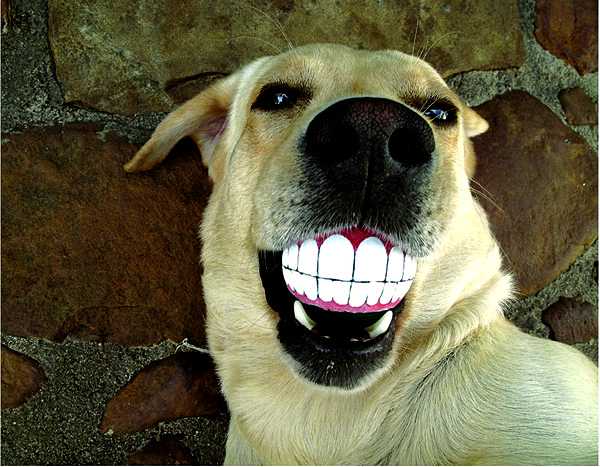 smile dog ball