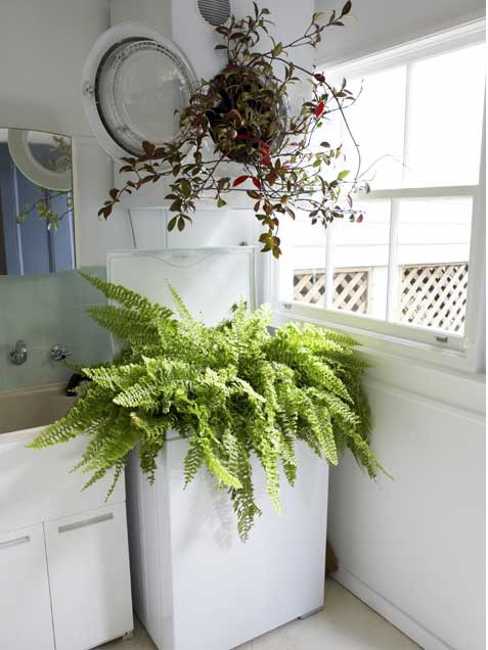 laundry room decoration with house plants