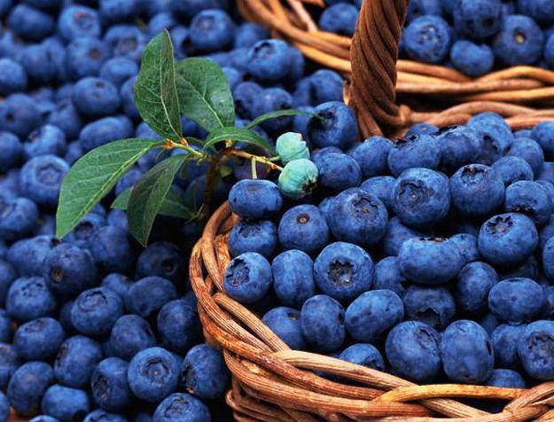 blueberries, blue color inspiration