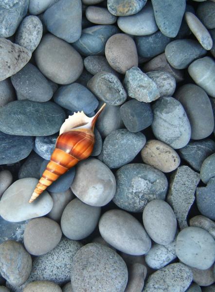 grayish blue and bluish gray color combination, beach pebbles and sea shell