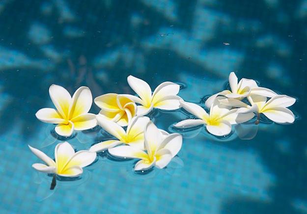 water feature, swimming pool with floating flowers