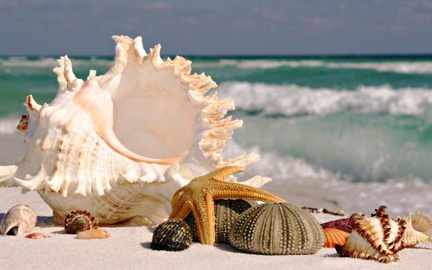 Ocean Shells. Beach Shells. Decor for Marine Aquariums, Interiors