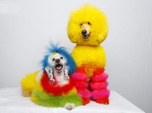 bright colors for bright dogs grooming