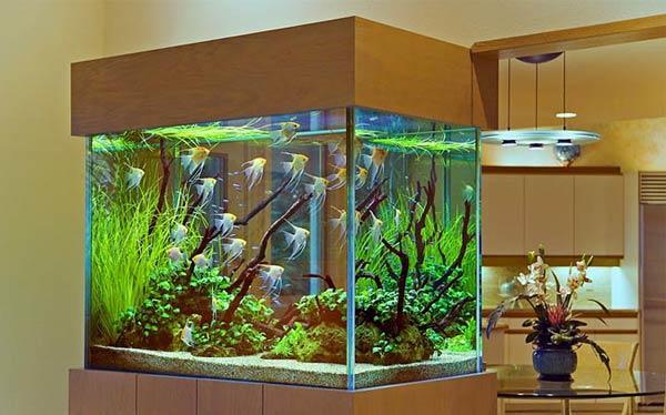 Spectacular Aquariums Personalizing Interior Design With