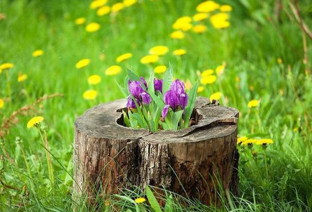 Recycling Tree Stumps for Yard Decorations, Removing Tree Stumps Naturally