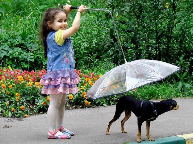 dogs umbrella, modern pet design ideas