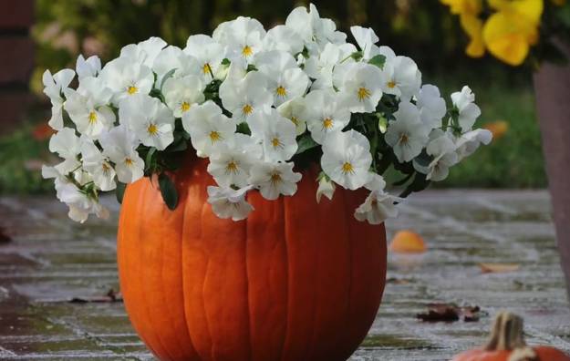fall flower arrangement in pumpkin pot