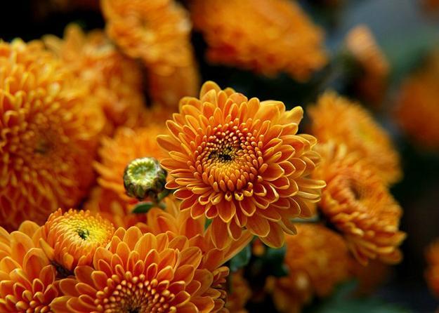 fall flowers in orange color