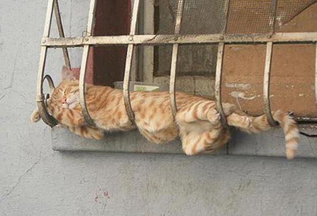 22 Cat Hammocks Giving Great Inspirations for DIY Pet Furniture Design