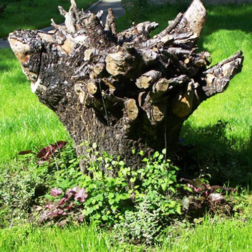 20 Root Artworks and Yard Decorations Bringing Natural 