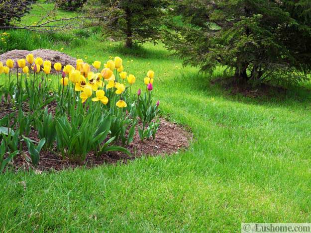 spring yard landscaping with evergreen plants and spring flowers