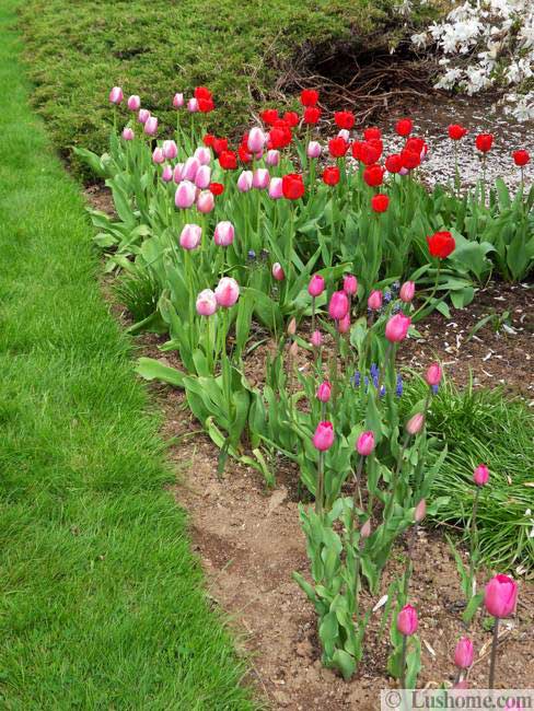 15 Spring Garden Design Ideas, Flower Beds and Evergreen 