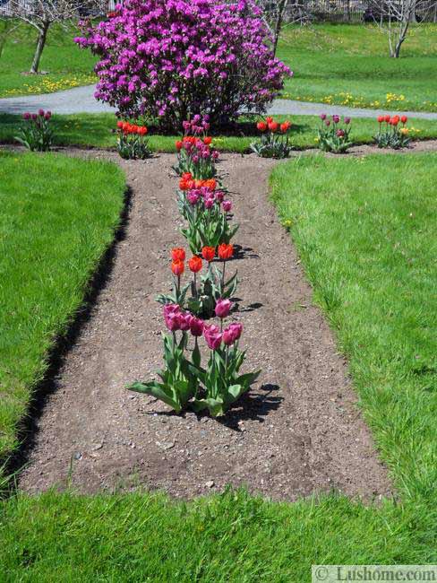 Spring Flowers and Yard Landscaping Ideas, 20 Tulip Bed 