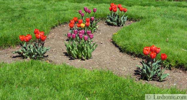 Spring Flowers and Yard Landscaping Ideas, 20 Tulip Bed 