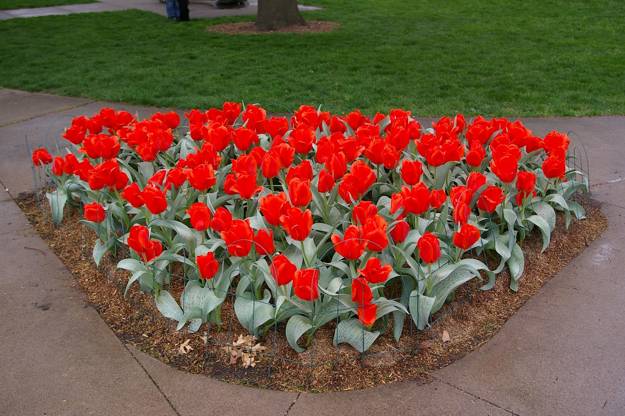 Spring Flowers and Yard Landscaping Ideas, 20 Tulip Bed 