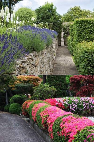 topiary decorative plants yard landscaping ideas 22