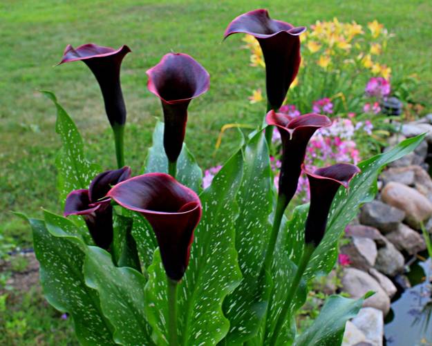 Calla Lily Flowers Add Gracious Beauty to Landscaping 