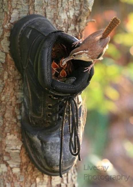 recycling ideas for making various birdhouse designs