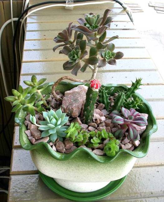 eco gifts and home decorations with succulent plants