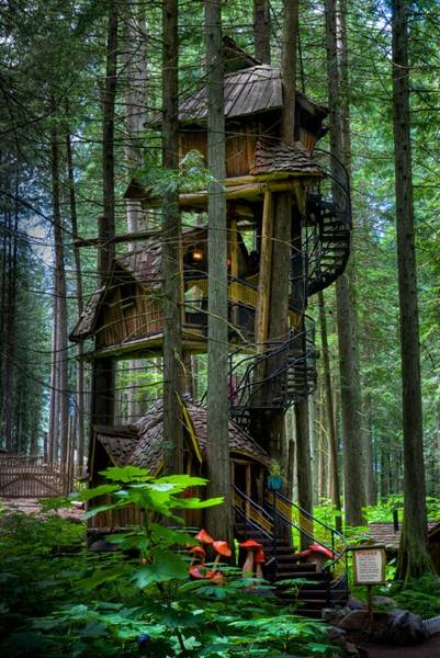 green building with wood and tree house designs
