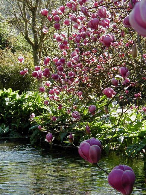 backyard ideas and natural medicine, spring flowers of magnolia tree