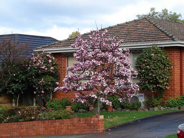 gardens with magnolia trees, 25 healing backyard ideas to