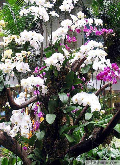 orchids flowering plants garden design ideas 21