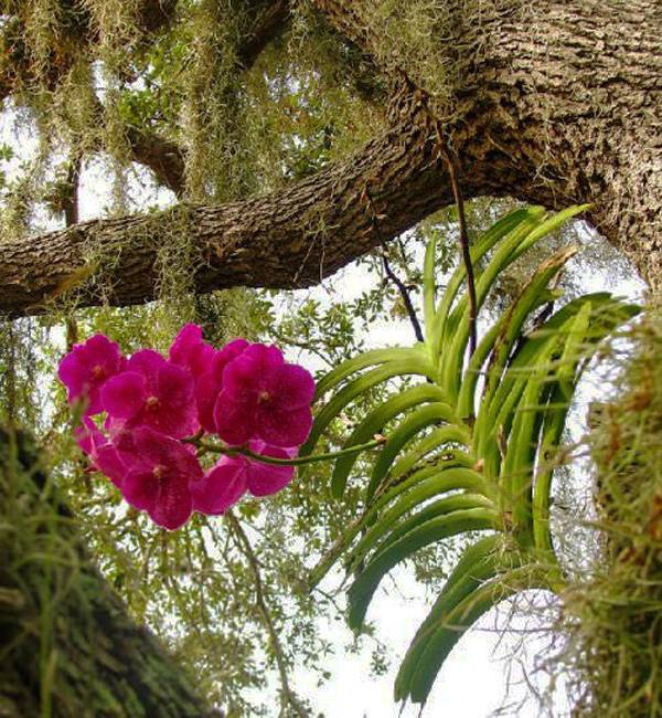 backyard landscaping with orchids beautiful flowers