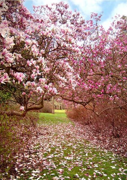 magnolia flowers, flowering plants for spring garden