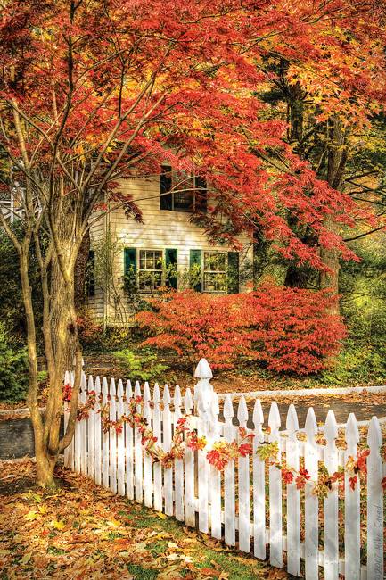 fall leaves and yard landscaping ideas, nature photography, fall landscapes