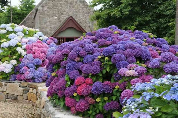 hydrangeas, garden design and yard decorations