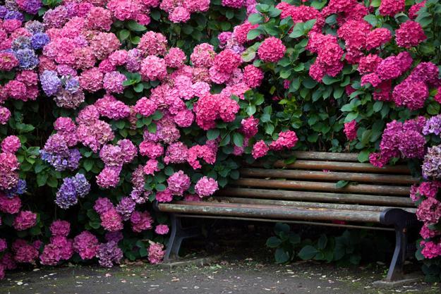 colorful backyard ideas and landscaping with hydrangea flowers