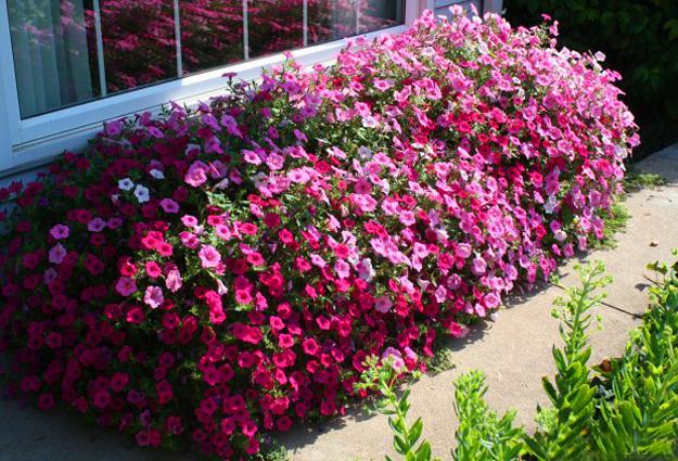 Image of Petunias outdoor flowers