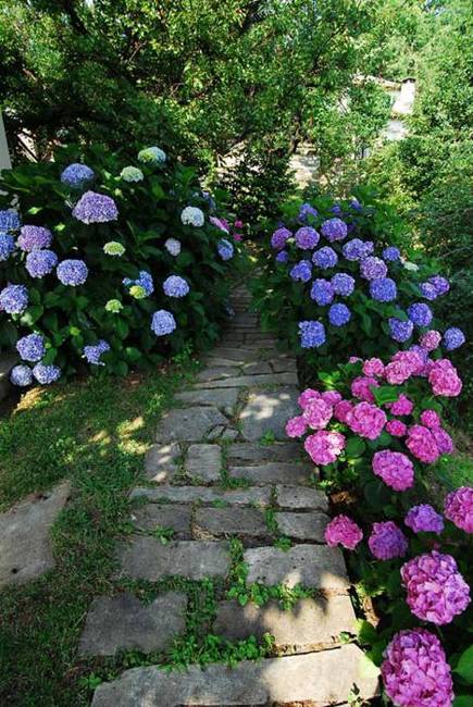 backyard designs with hydrangeas, flowering plants