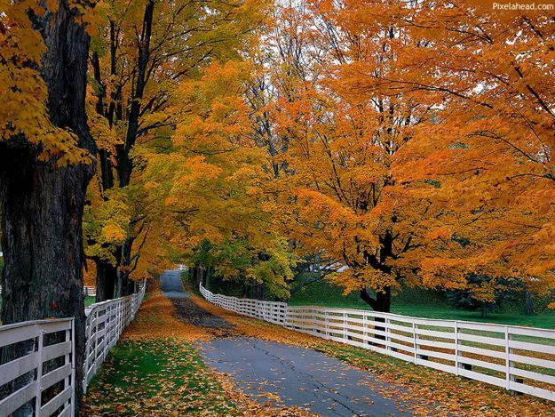 landscaping ideas and planting trees along country roads and town paths to add fall colors to landscapes
