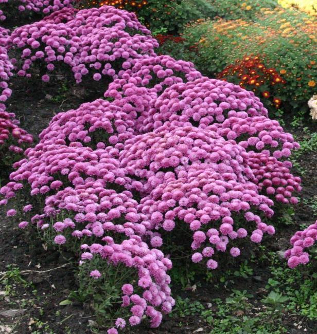 flower beds, garden decorations and landscaping ideas with chrysanthemums