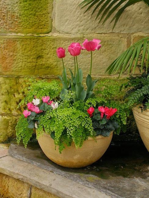 flowering plants for interior decorating, gifts and garden design