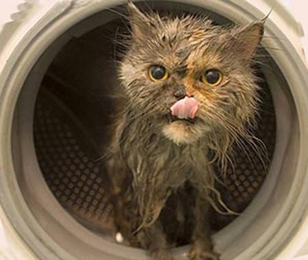 cat in washing machine