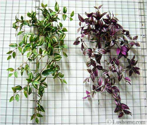 Garden Design and Interior Decorating with Tradescantia 