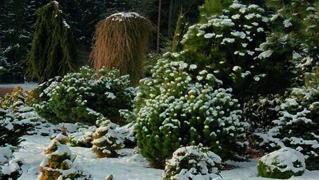 21 Beautiful Winter Gardens with Snow Capped Plants and
