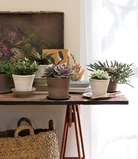 Low Maintenance Modern  Interior Decorating  with House  Plants 