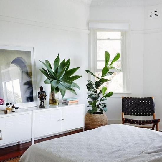 Low Maintenance Modern  Interior Decorating  with House  Plants 
