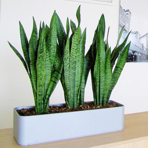 Low Maintenance Modern  Interior Decorating  with House  Plants 