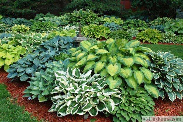 21 Ideas For Beautiful Garden Design And Yard Landscaping With Hostas