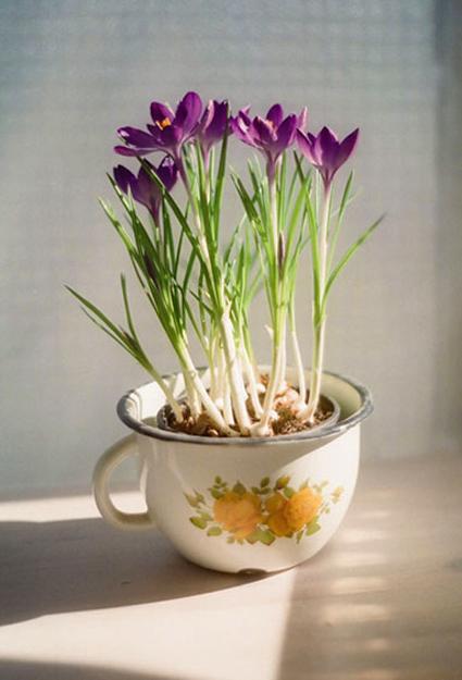 growing crocuses in planters