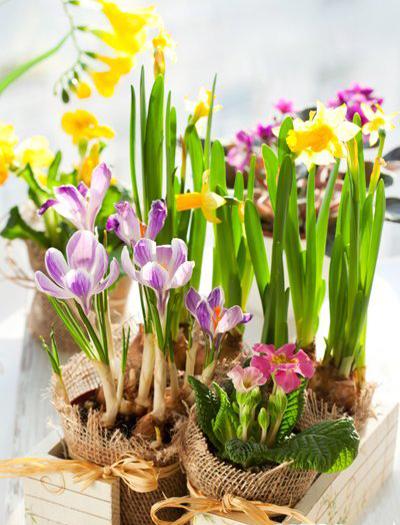 Beautiful Miniature CROCUS in Pot Tiny Fake Flowers, Spring