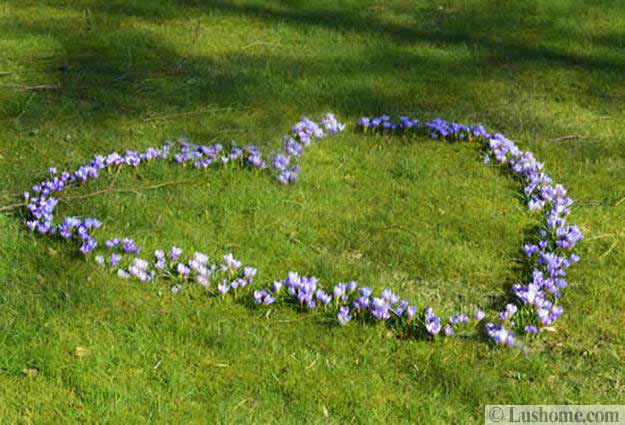 beautiful flowers crocuses for garden design