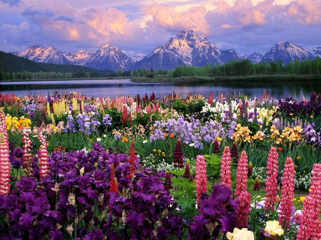 Colorful Lupines Adding Character to Flower Garden Design and Yard Landscaping