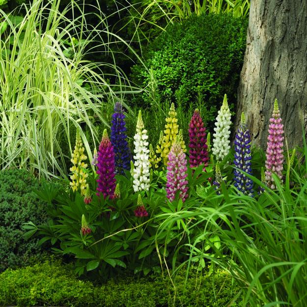 Colorful Lupines Adding Character to Flower Garden Design and Yard