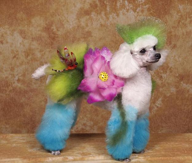 colorful grooming designs for furry cats and dogs